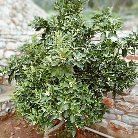 Sofilia View House * Argilia