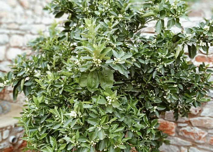 Sofilia View House * Argilia